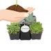 Shop Succulents Blue/Green Collection Succulent (Collection of 4)   570183676